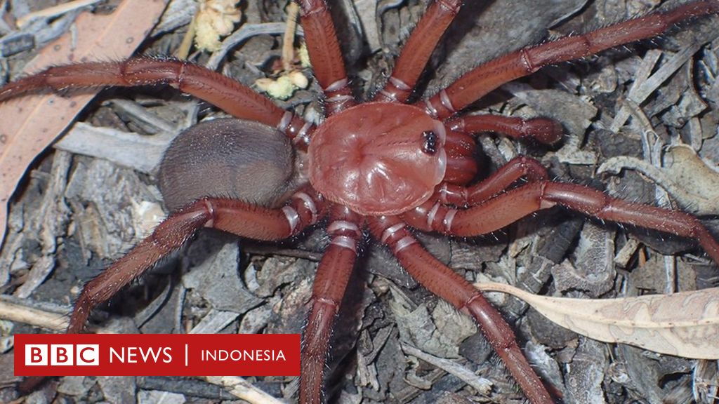Busana dari Benang Telur Laba-Laba Raksasa Amazon: Inovasi Berkelanjutan dalam Dunia Fesyen