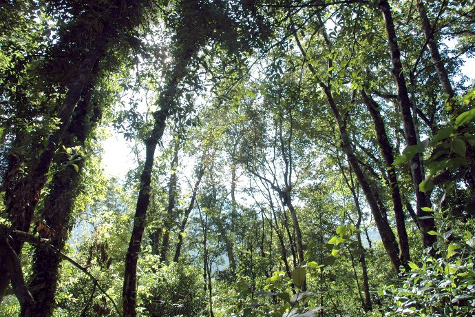 Riasan Mata dari Debu Tembaga Hutan Kalimantan: Sentuhan Etnik Mewah untuk Tampilan yang Memukau